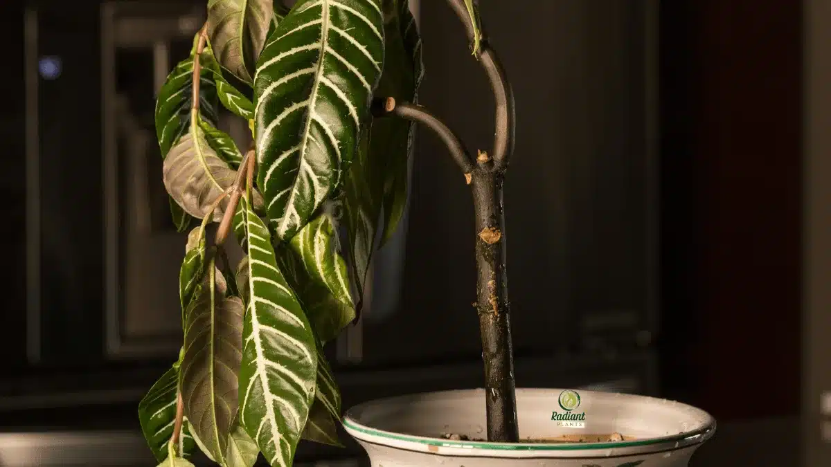 Plant Problems (Plant Shock)