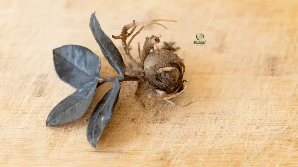 Plant Problems (Root Rot)