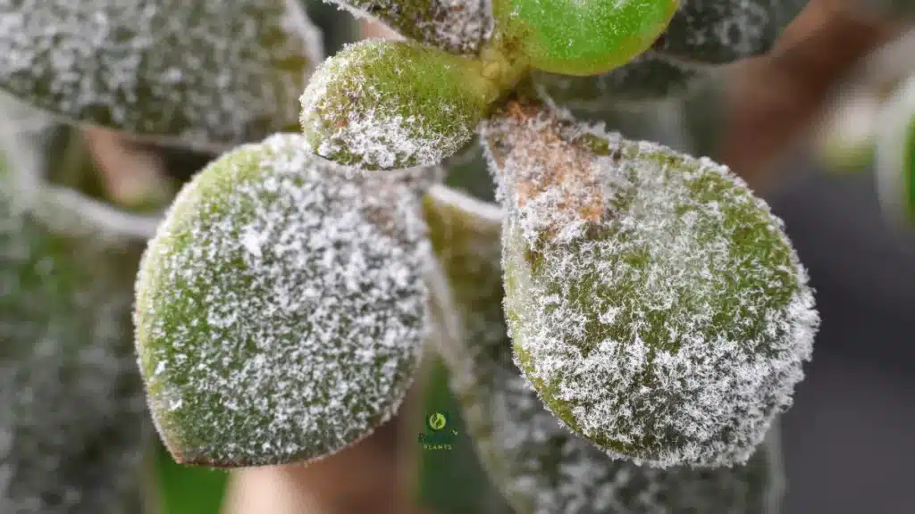 Plant Problems (White Spots or Powdery Residue)