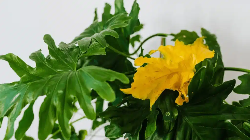 Plant Problems (Yellow Leaves on Plants)