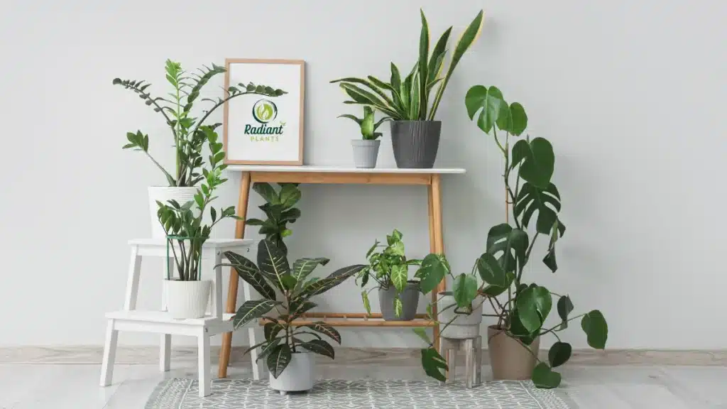 plant types by light conditions indoor low light vs bright light