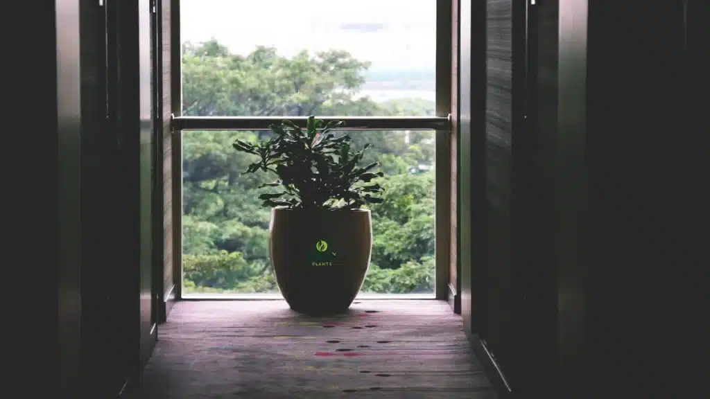 Plant Types by Light Conditions