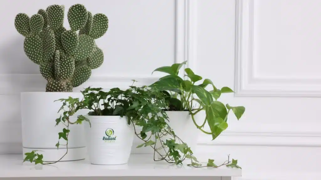 plant types examples foliage succulents herbs indoor