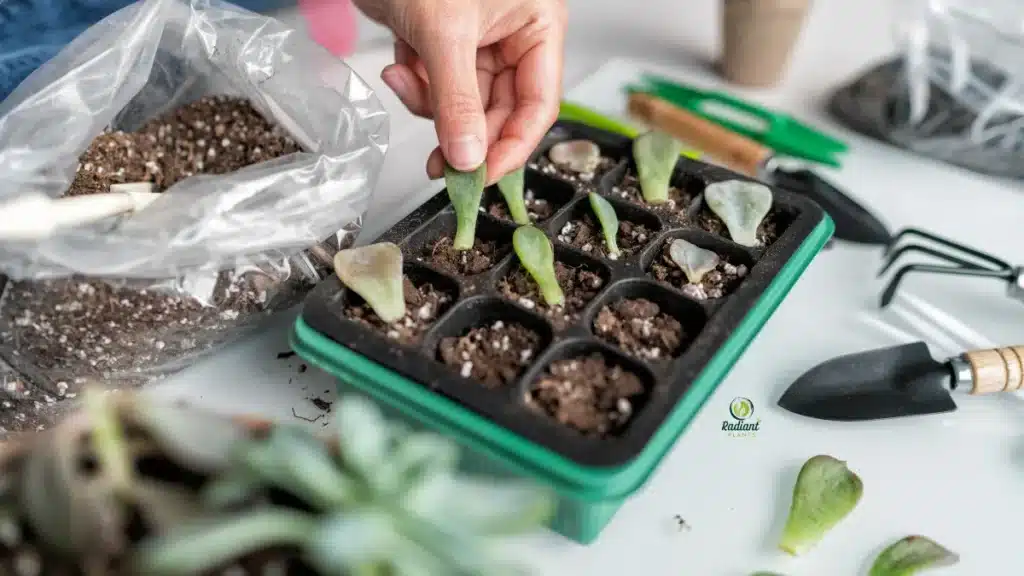 Propagate Plants Step by Step