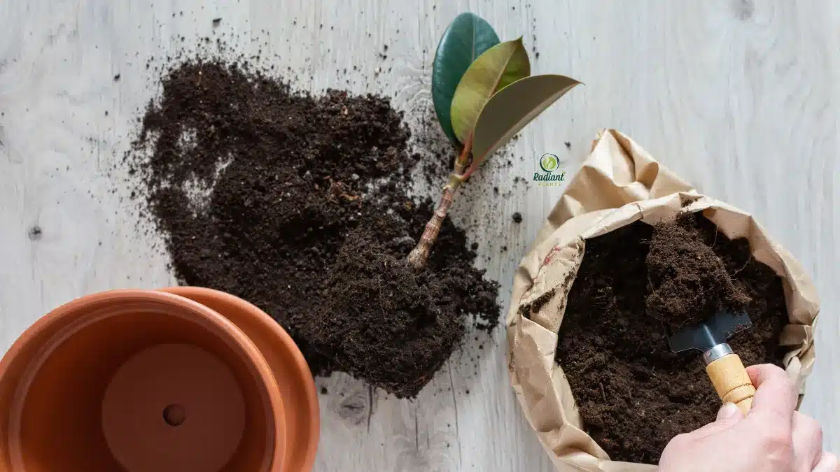 Repot Plants Step by Step