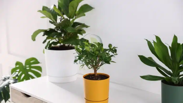 easy care indoor plants