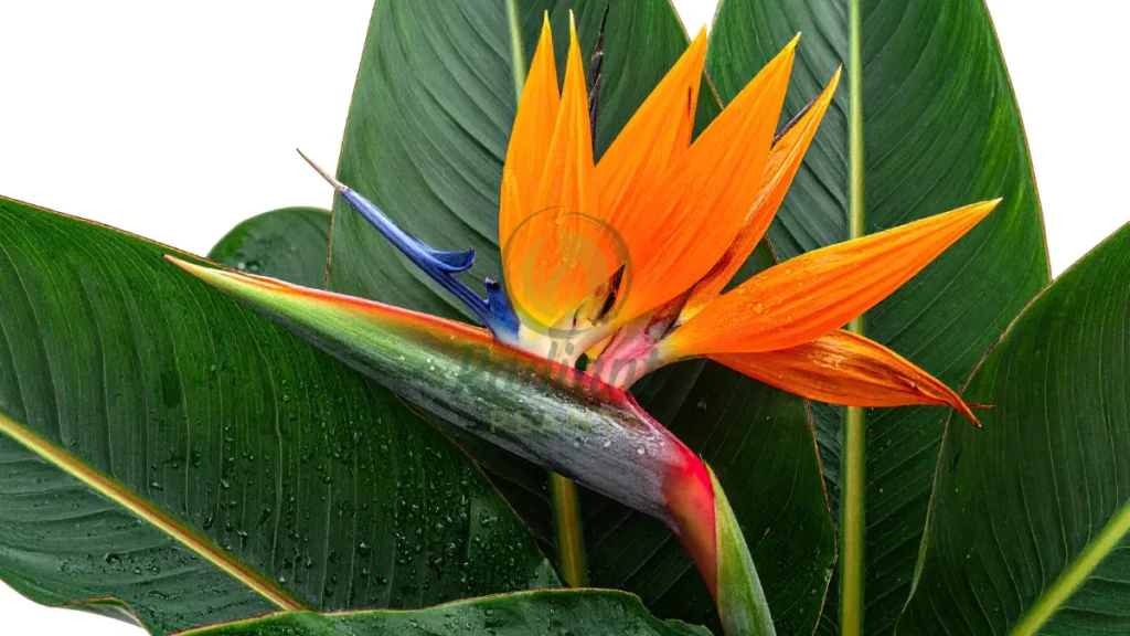 Bird of Paradise