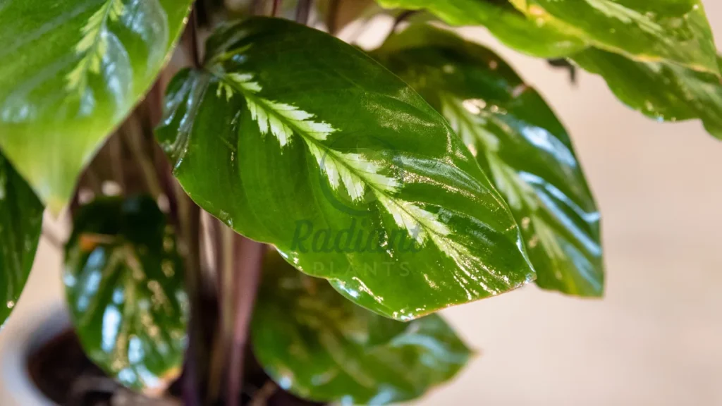 Chinese Evergreen