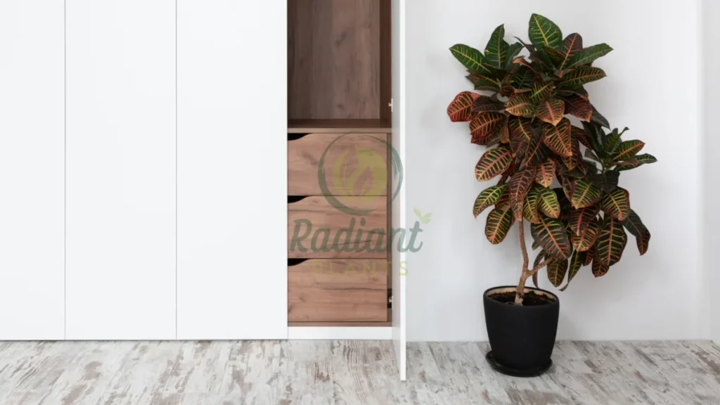 Croton
