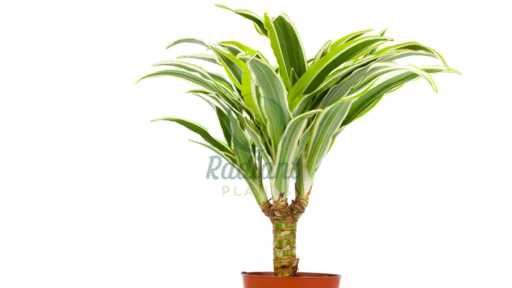 Dracaena Janet Craig as a tall apartment plant indoors