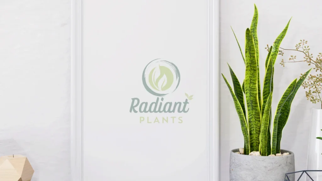 snake plant Tall Indoor Plants Low Light