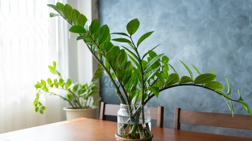 ZZ plant used as Tall Indoor Plants Low Light
